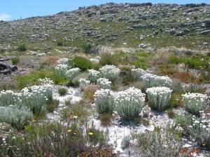 'Fynbos' in der Kapregion