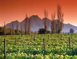 Weinroute in der Kapregion
