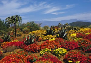 Blumenmeer in der kleinen Karoo