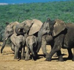 Elefanten im Addo Park bei Port Elizabeth