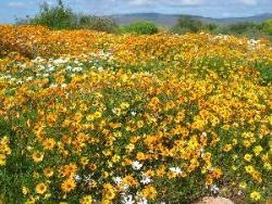 Wildblumen im Namaqualand